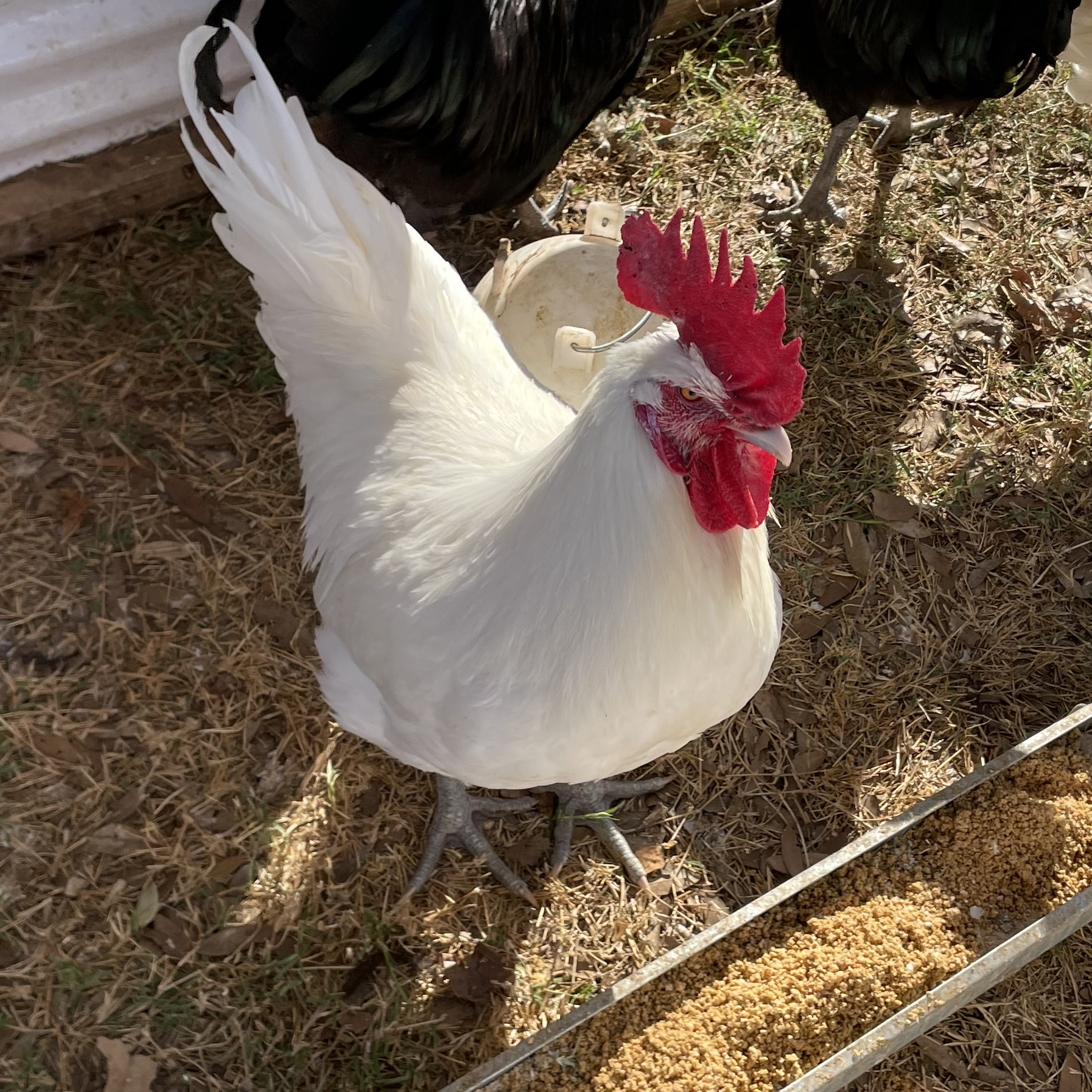 Chickens at B7 Farms