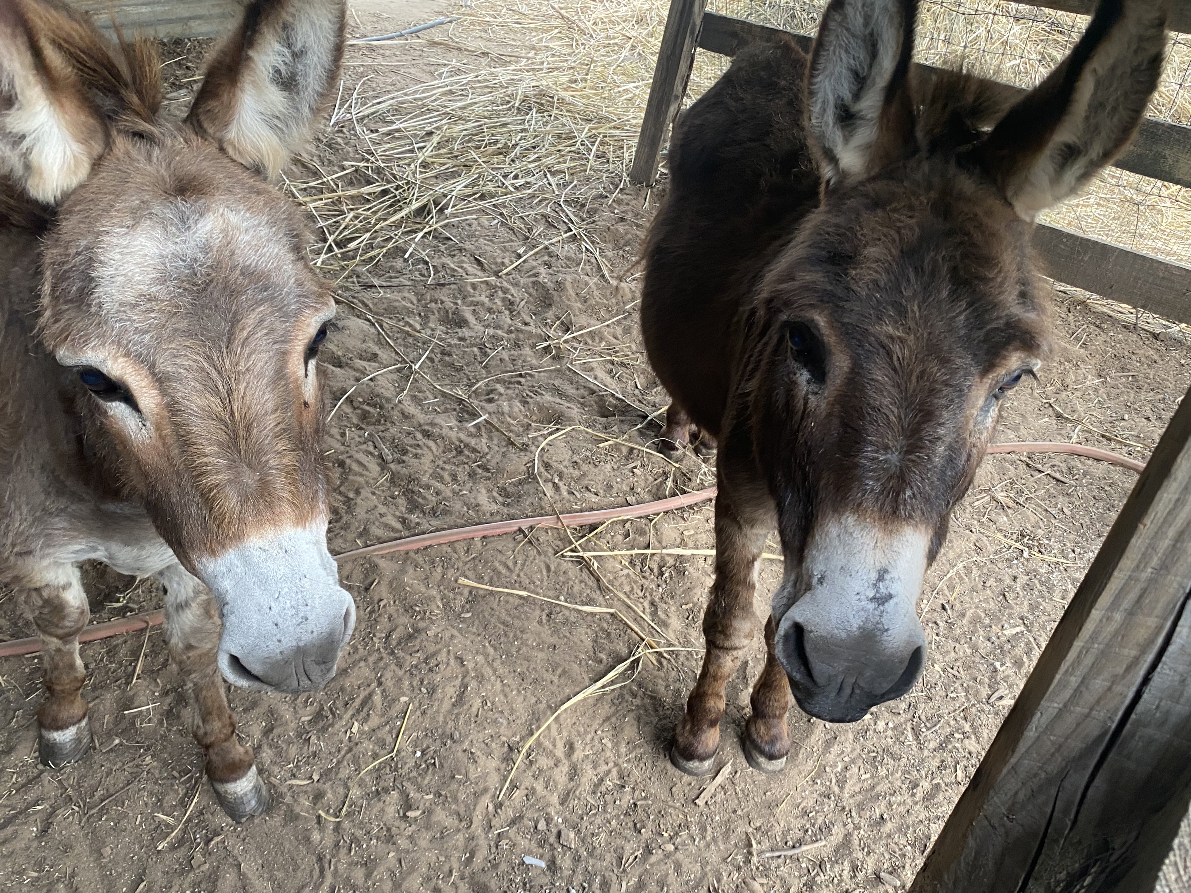 Miniature Donkeys at B7 Farms