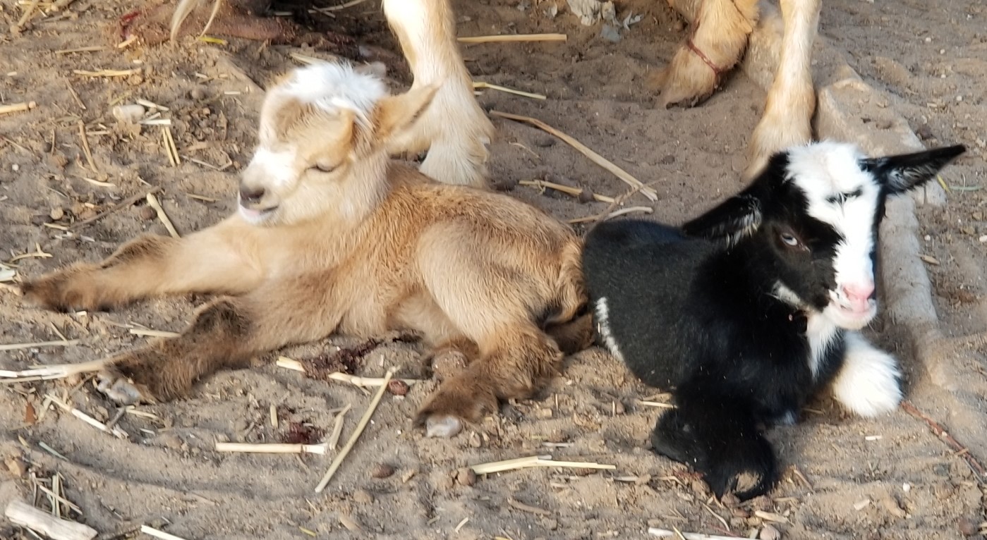 Goats at B7 Farms